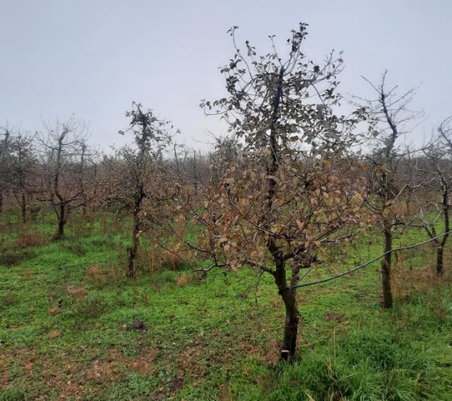 Višnja, Prunus cerasus, Sour Cherry