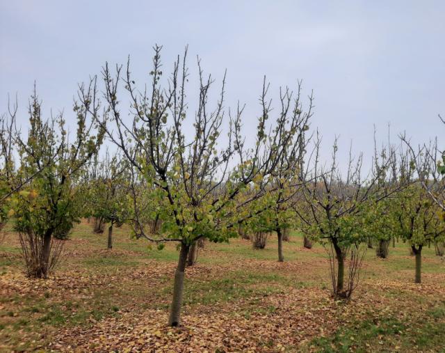 Kajsija, Prunus armeniaca, Apricot