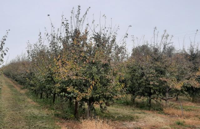 Šljiva, Prunus domestica, plum