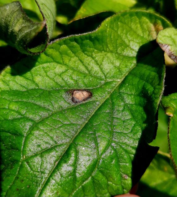 Alternaria solani, Crna pegavost krompira, Early blight of potato and tomato, Macrosporium solani
