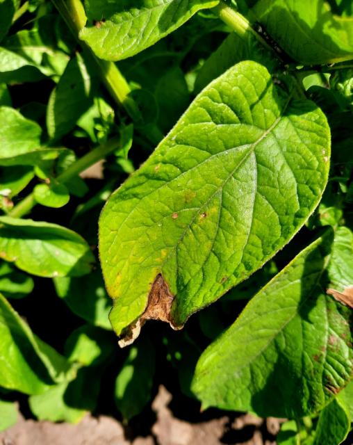 Phytophthora infestans , Plamenjača krompira, Late blight of potato
