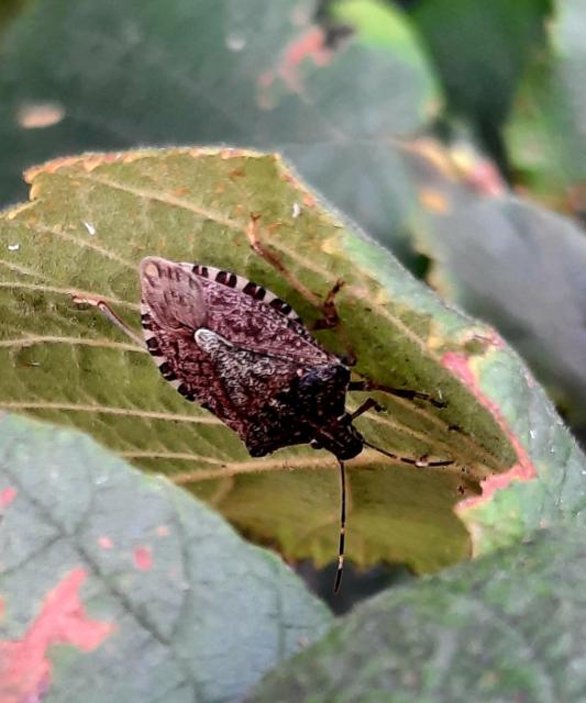 braon mramorasta stenica Halyomorpha halys 