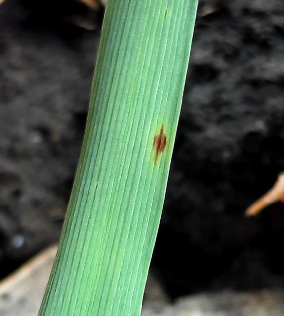 Pyrenophora teres, Mrežasta pegavost ječma, Blotch net
