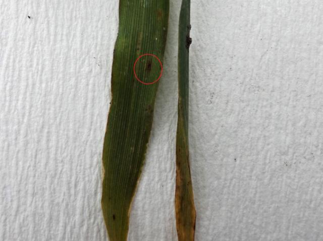 Pyrenophora teres, barley
