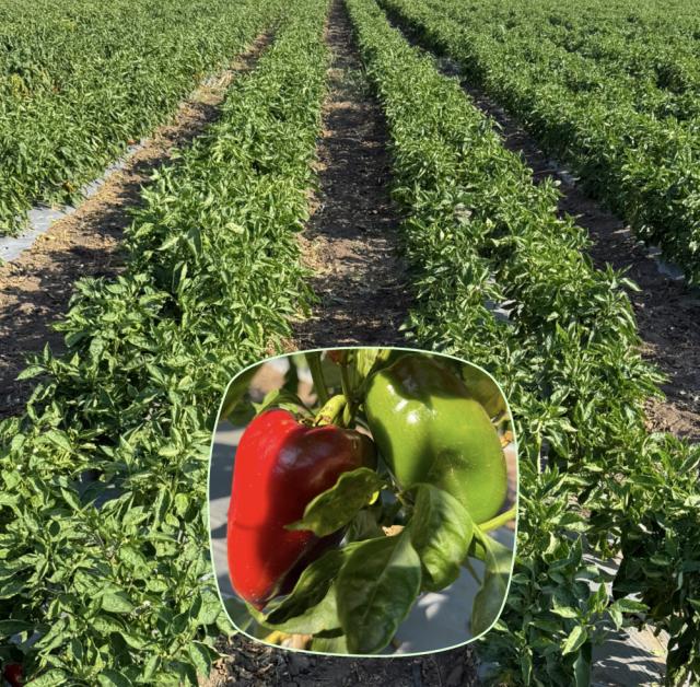 Paprika_faza razvoja