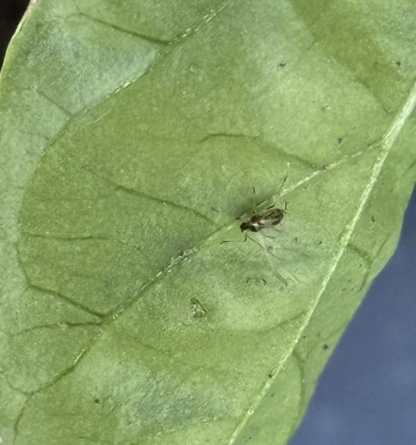 Aphididae, Biljne vaši, Aphids
, krilata vaš