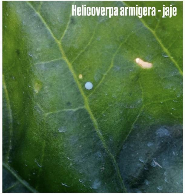 Helicoverpa armigera, Kukuruzna sovica, Cotton bollworm, Heliothis armigera, jaje
