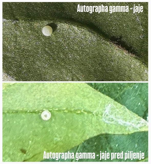 Autographa gamma, Sovica gama, Silver Y moth, Plusia gamma, jaje

