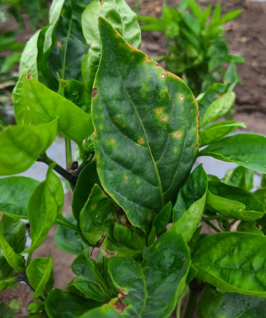 Xanthomonas euvesicatoria, Bakteriozna pegavost lišća i krastavost plodova paprike, Bacterial leaf spot of capsicum
