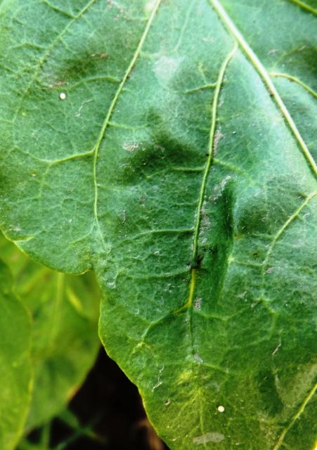Helicoverpa armigera eggs