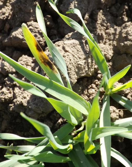 barley, Pyrenophora teres