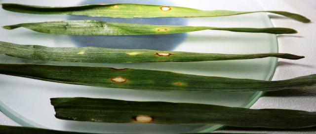 Rhynchosporium secalis , Barley, pegavost lista ječma