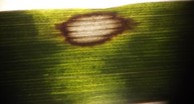 Diseases of barley (symptom of leaf ) Rhynchosporium secalis , bolesti ječma , simptom na listu , pegavost ječma