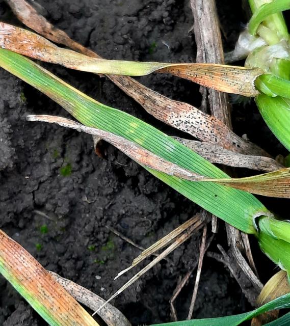 Inokulum septorie na starom lišću