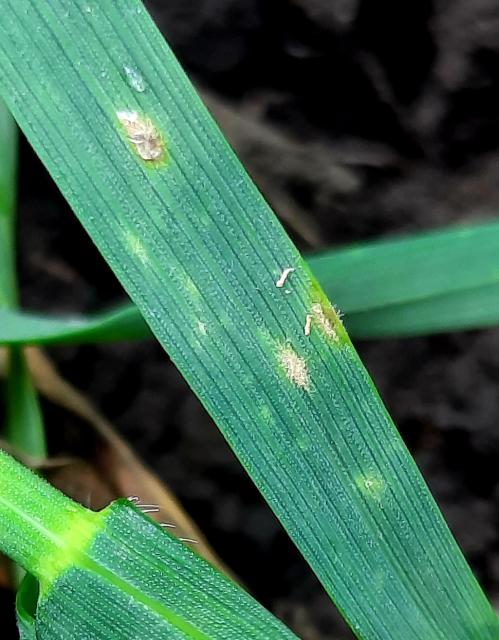 Erysiphe graminis, Pepelnica strnih žita, Powdery mildew of cereals, Blumeria graminis
