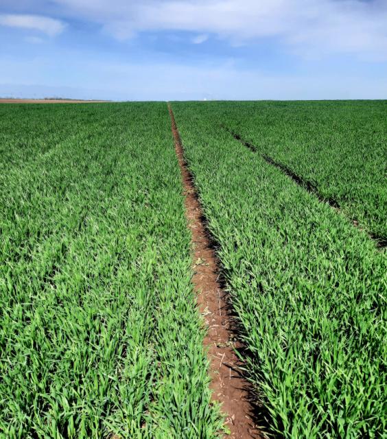 Pšenica_faza razvoja