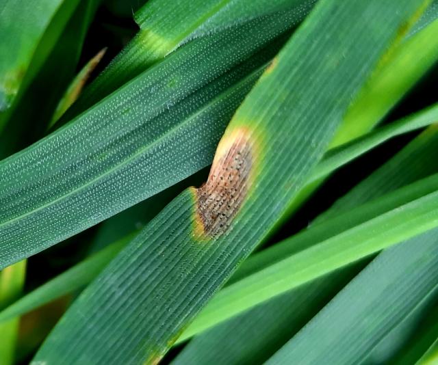 Septoria tritici, Siva pegavost lista pšenice, Septoria tritici blotch, Mycosphaerella graminicola
