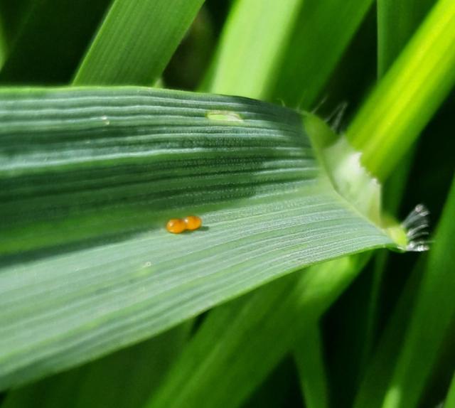 Lema melanopus, Žitna pijavica, Cereal leaf beetle, Oulema melanopus, jaje 
