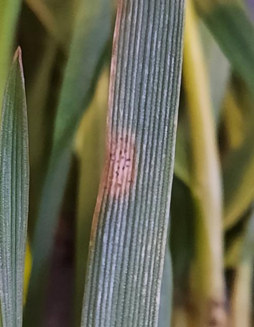 Septoria tritici, Siva pegavost lista pšenice, Septoria tritici blotch , Mycosphaerella graminicola
