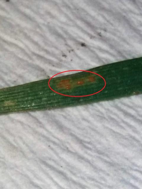 Puccinia spp.