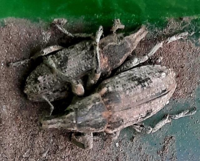 Bothynoderes punctiventris, Obična repina pipa, Sugarbeet weevil, Asproparthenis punctiventris
