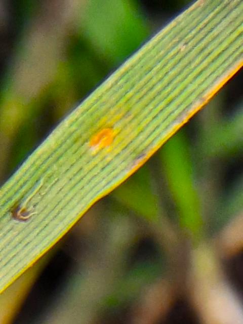 Puccinia spp