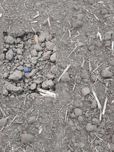 Uljana repica_BBCH suvo seme