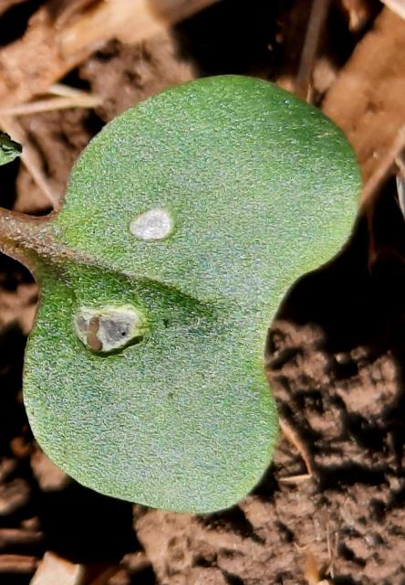 Uljana repica_buvač(Phyllotreta sp.)