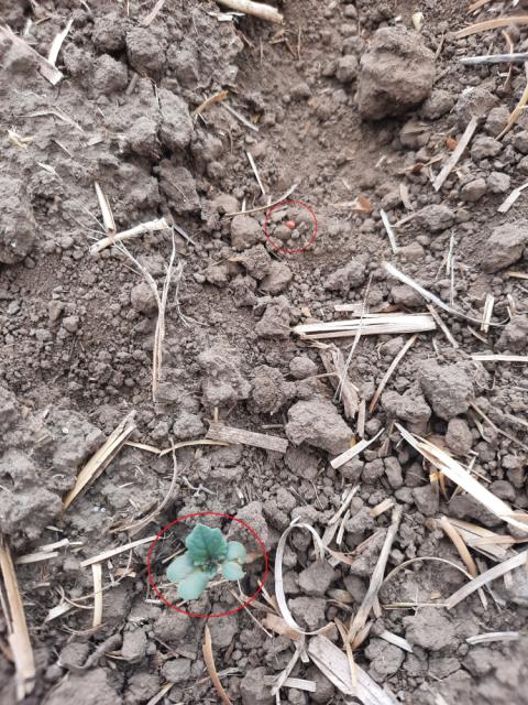 Uljana repica_neravnomeran rast i razvoj