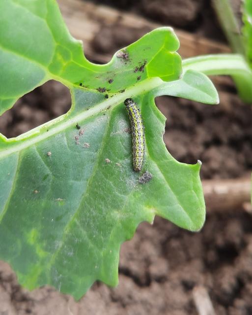 Uljana repica, Pieris brassicae, Veliki kupusar