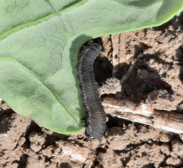 Athalia rosae, Repičina lisna osa, Beet sawfly, Athalia colibri, pagusenica
