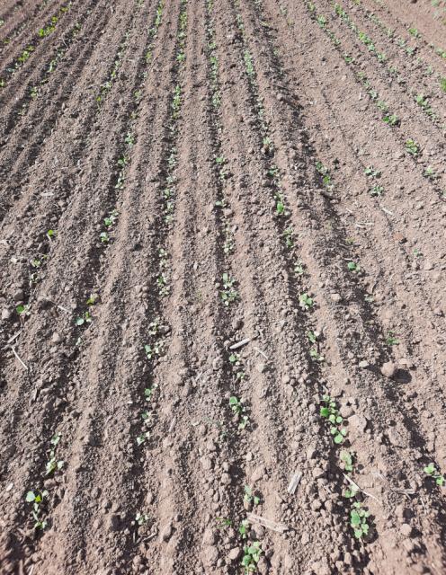 Uljana repica_faza razvoja