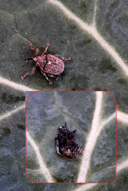 Ceutorhynchus pallidactylus, Mala repičina pipa, Cabbage stem weevil, jaje

