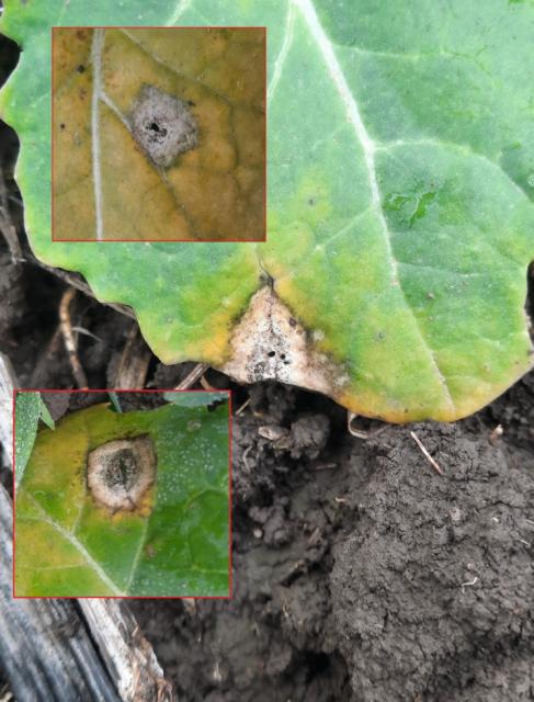 Leptosphaeria maculans, Suva trulež fam. Brassicaceae, Black leg of cabbage, Phoma lingam
