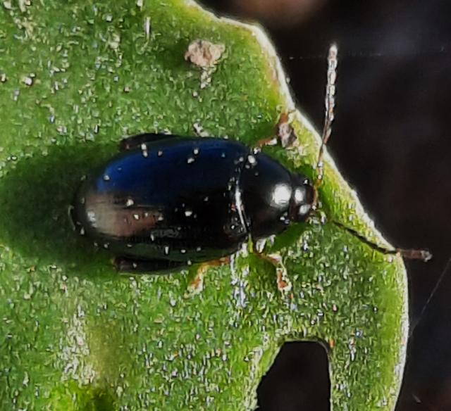 Buvač, Phyllotreta sp., Buvači, Flea beetles
