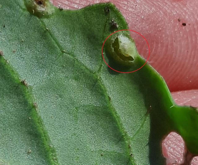 Jaje repičine lisne ose, Athalia rosae, Repičina lisna osa, Beet sawfly, Athalia colibri