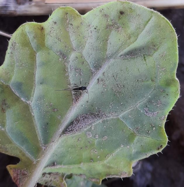 Aphididae, Biljne vaši, Aphids
