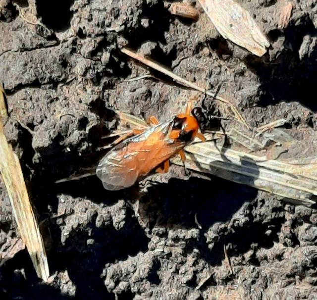 Repičina lisna osa_imago, Athalia rosae, Repičina lisna osa, Beet sawfly	, Athalia colibri
