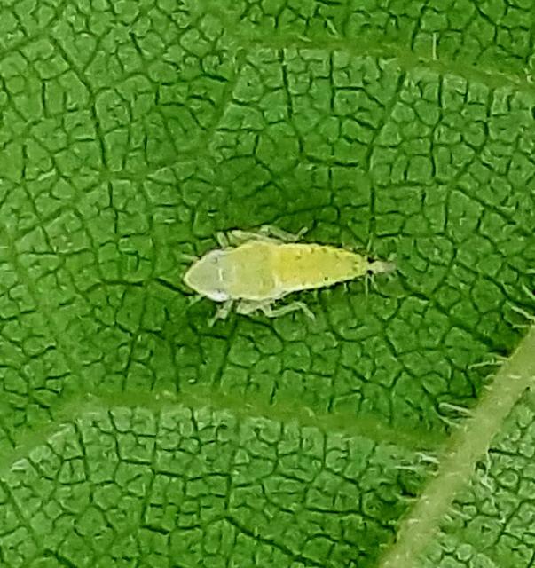 Scaphoideus titanus, American grapevine leafhopper
