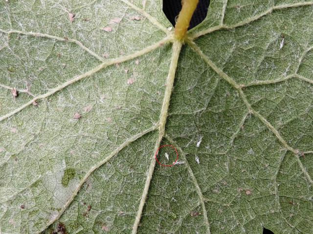 Scaphoideus titanus , larva