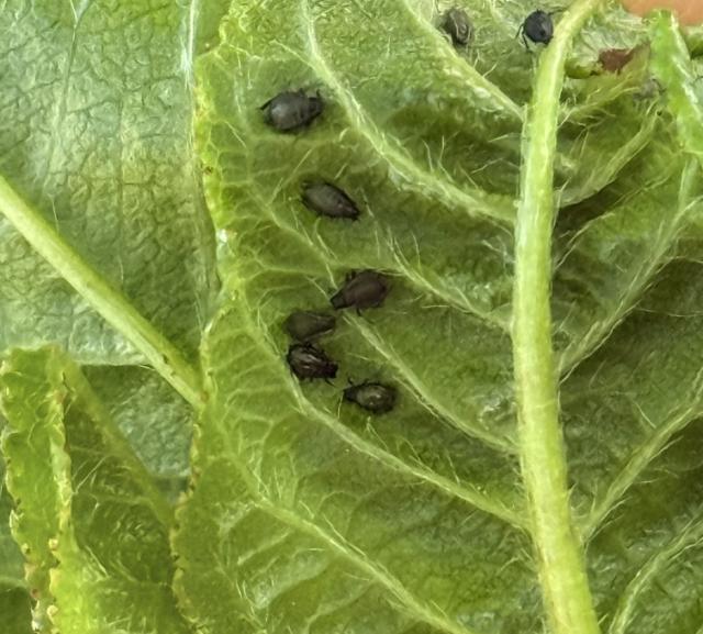 Myzus cerasi, Crna trešnjina lisna vaš, Black cherry aphid
