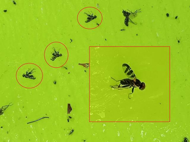 Rhagoletis cerasi, Trešnjina muva, Cherry fruit fly
