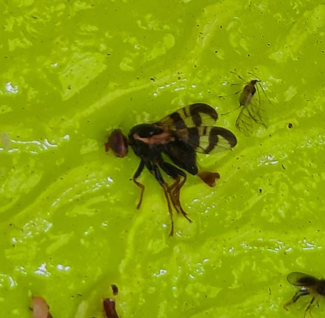 Rhagoletis cerasi, Trešnjina muva, Cherry fruit fly
