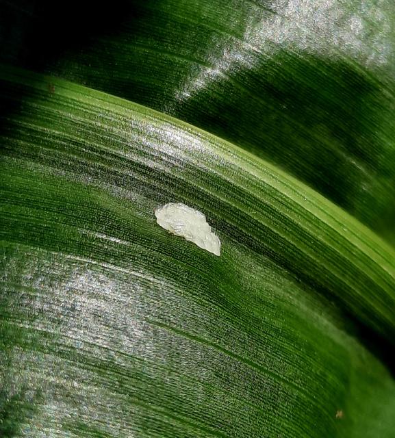 Jajno leglo_ Ostrinia nubilalis, Ostrinia nubilalis, Kukuruzni plamenac, European corn borer
