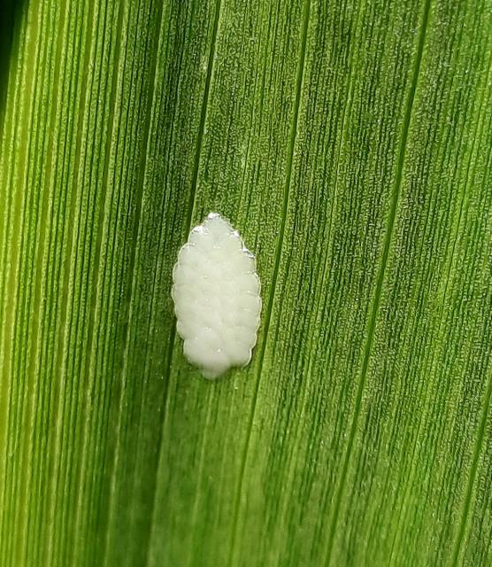 Ostrinia nubilalis, Kukuruzni plamenac, European corn borer, jajno leglo
