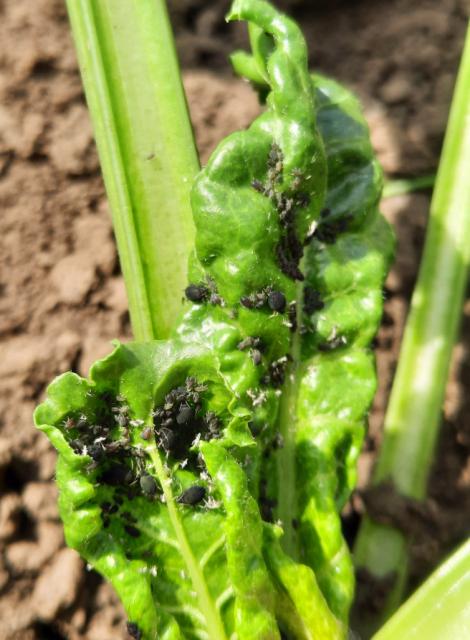 Aphis fabae, Crna repina vaš, Black bean aphid, Aphis papaveris
