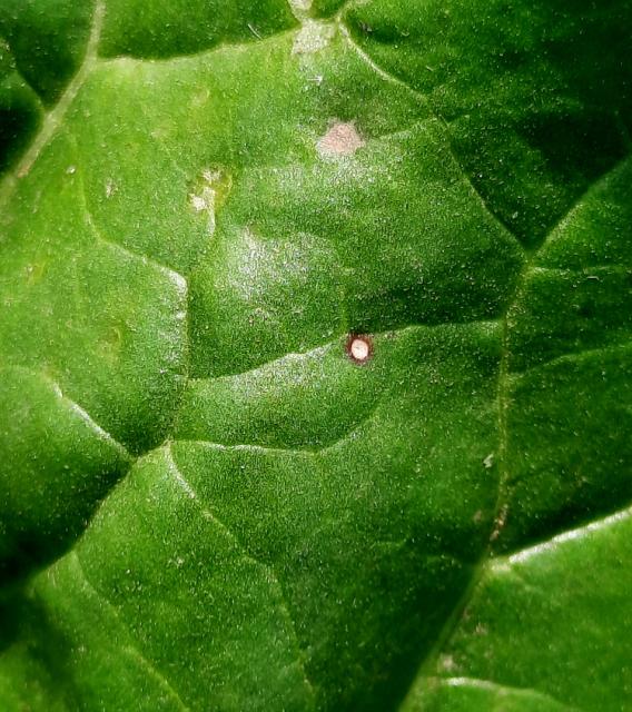 Cercospora beticola, Pegavost lista šećerne repe, Cercospora leaf spot of beets, Cercospora betae

