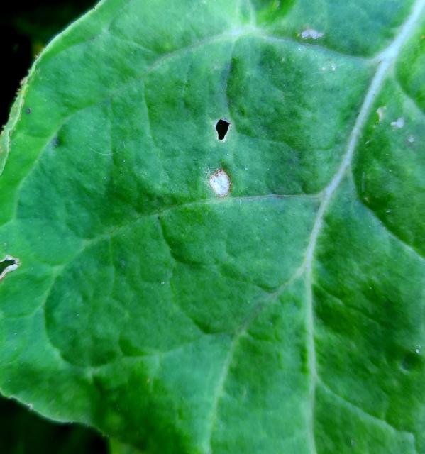 Cercospora beticola, Pegavost lista šećerne repe, Cercospora leaf spot of beets, Cercospora betae
