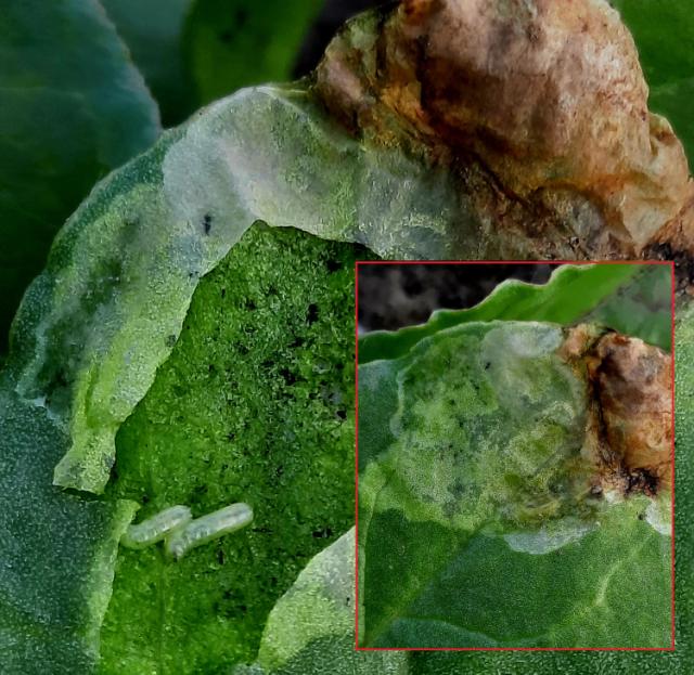 Pegomya betae, Repina muva, Beet fly 
