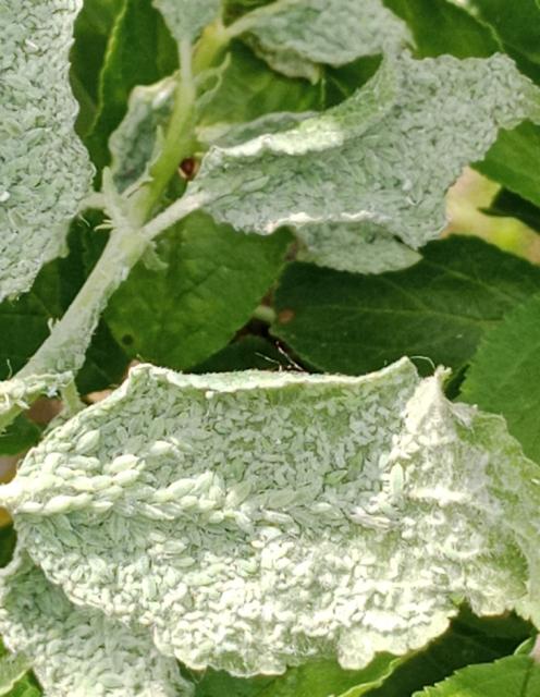 Hyalopterus pruni, Šljivina brašnjava vaš, Mealy plum aphid
